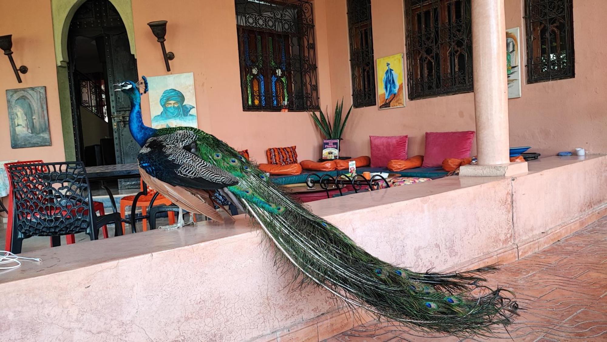 Las Palmeras Guest House Douar Caïd Layadi Exteriör bild
